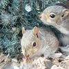 Squirrel Population On the Rise